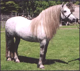 Photo supplied by the Highland Pony Society of Australia - Victoria Â©