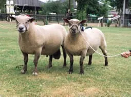 Photo source: national Sheep association