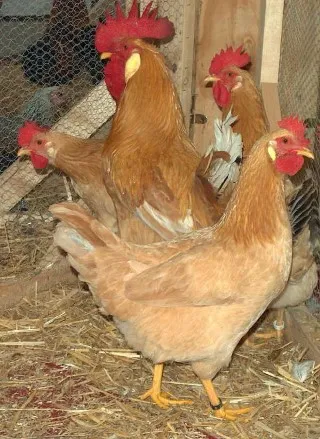 Photo source: Agraria.org