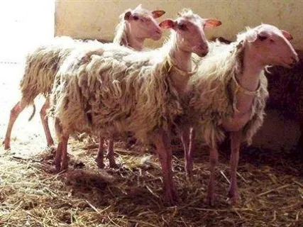 Photo source: Agraria.org