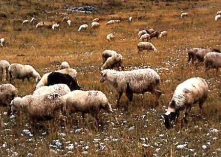 Photo source: Agraria.org