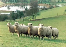 Photo Source: National Sheep Association