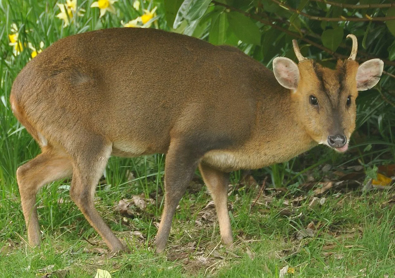 Photo Source: Wikipedia.org