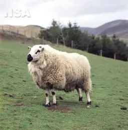 Photo Source: National Sheep Association.
