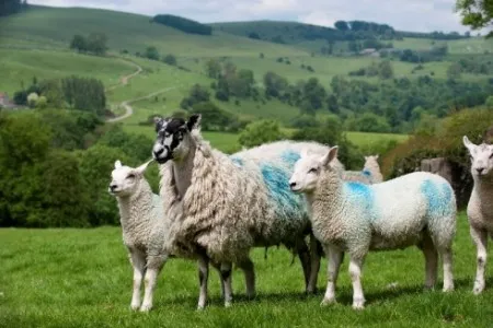 Photo Source: National Sheep Association