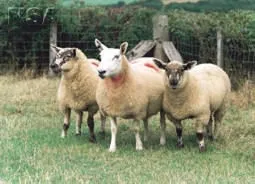 Photo Source: National Sheep Association.