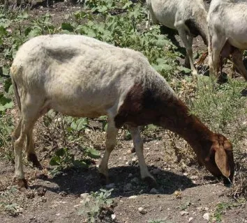 Photo source: Agraia.org