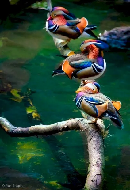 Photo Source: Wikipedia.org