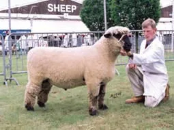 Photo Source: National Sheep Association