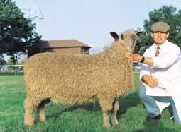 Photo Source: National Sheep Association