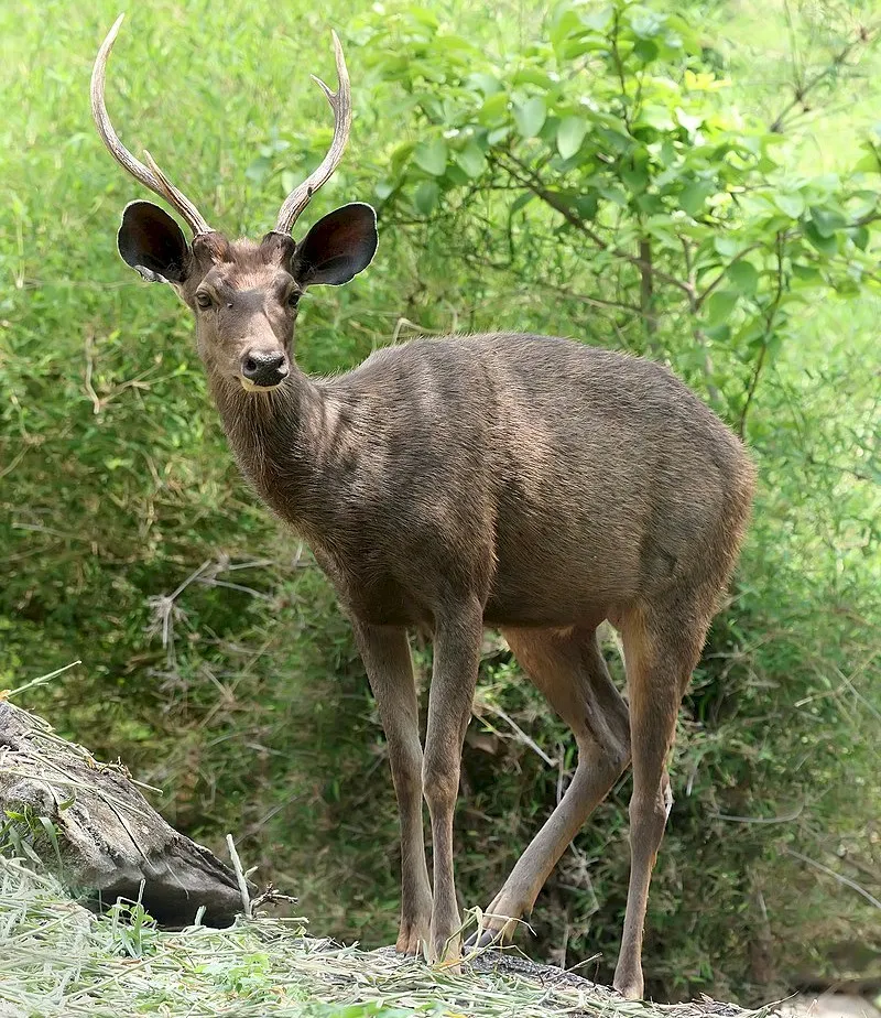 Photo Source: Wikipedia.org