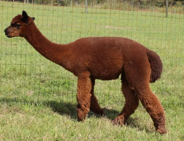 KAF Jericho's Godiva