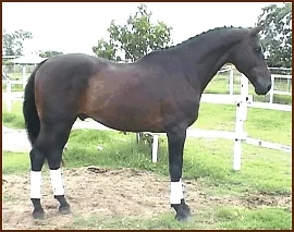 Photo supplied by Shambala Holsteiner Stud - QLD Â©