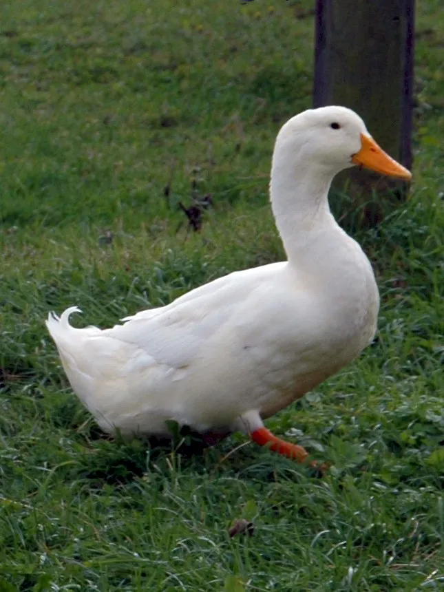 Photo Source: Wikipedia.org