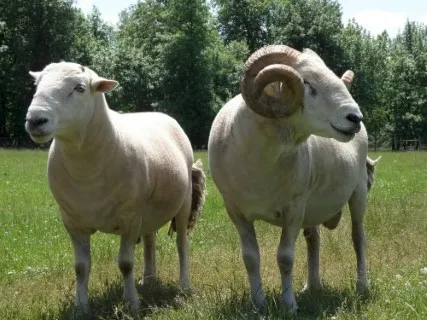 Photo Source: National Sheep association.