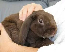 Source: www.petguide.com