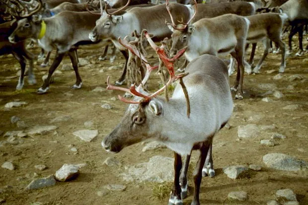 Photo Source: Wikipedia.org