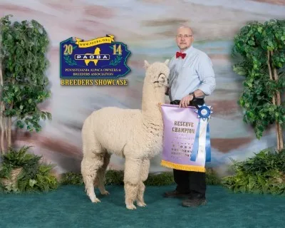 Alleghenies' Zeus - Proven Herd Sire