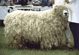 Photo Source: National Sheep Association