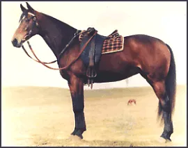 Photo supplied by the Australian Stock Horse Society Ltd - NSW Â©