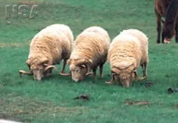 Photo source: National Sheep Association