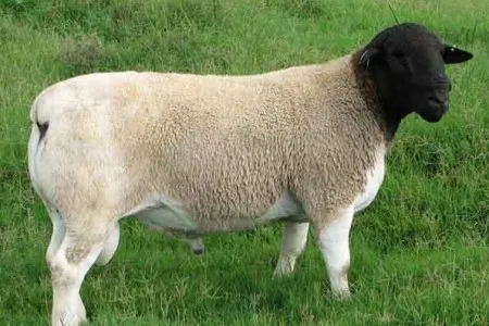 Photo Source: National Sheep Association