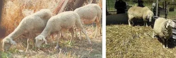 Photo source: Agraria.org