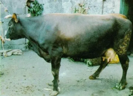 Photo Credit: Agraria.org