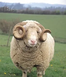 Photo Source: National Sheep Association