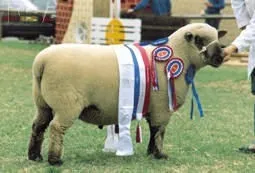 Photo Source: National Sheep Association