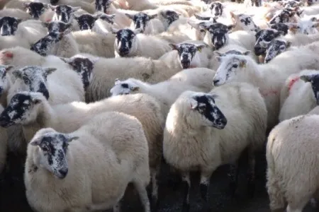 Photo Source: National Sheep Association