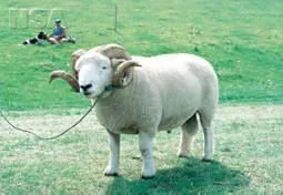 Photo Source: National Sheep Association