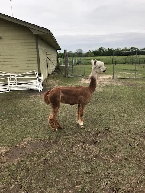 Main image of Lindsey