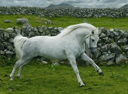 Photo Credit: <a href=http://www.wildatlanticway.com class = body target = _blank>Wild Atlantic Way</a>