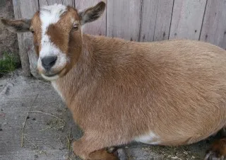 Patchie