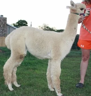 Designs Taste of Sea Breezze