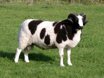 Photo Source: National Sheep Association
