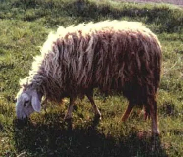 Photo source: Agraria.org.
