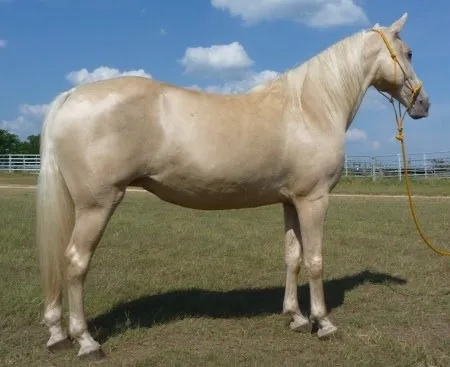 Tennesee walking ..Missy mare2