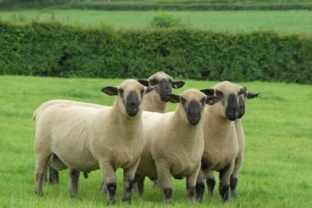 Photo Source: National Sheep Association.