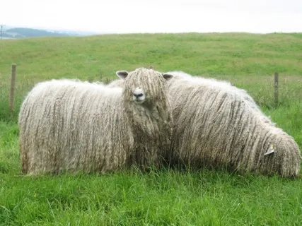 Photo Source: New Zealand Rare Breeds (www.rarebreeds.co.nz).