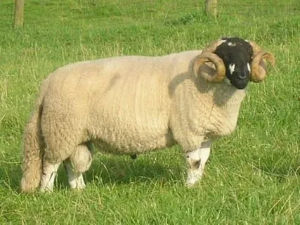 Source: National Sheep Association