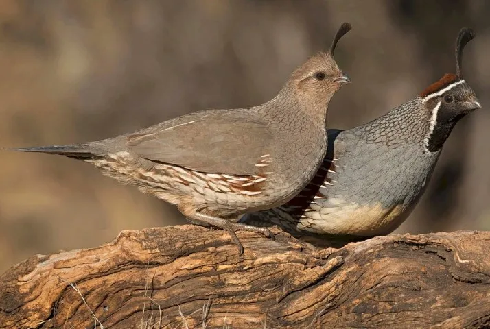 Photo Source: www.audubon.org