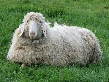 Photo Source: National Sheep Association