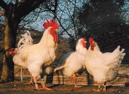 Photo source: Agraria.org