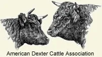 American Dexter Cattle Association