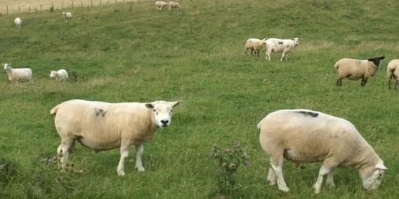 Photo Source: National Sheep Association