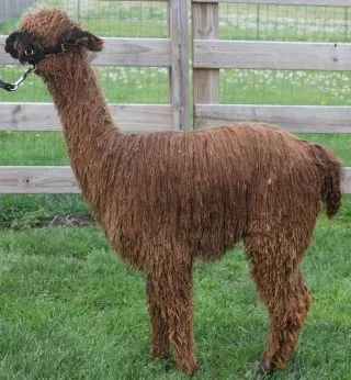 Photo: Coral Dillon <a href=http://www.livestockofamerica.com/Ranches/ranchhome.asp?Peopleid=519 class = body target = _blank>Alpacas de La Mancha</a>