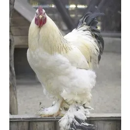 Source <a href=https://www.cacklehatchery.com/light-brahmas.html class = body target = _blank>Cackle Hatchery</a>
