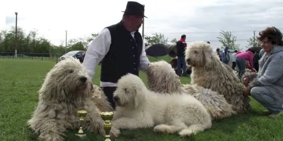 Image: Teglasi Szelbori Komondor
